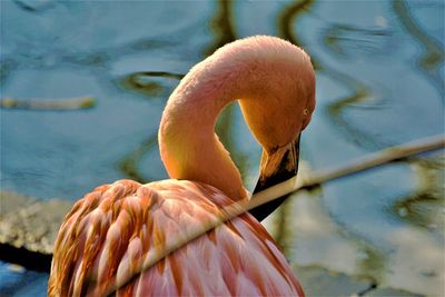 Close-up of bird