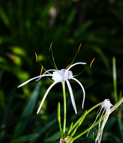 Close-up of white flowering plant