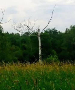 Trees on field against sky