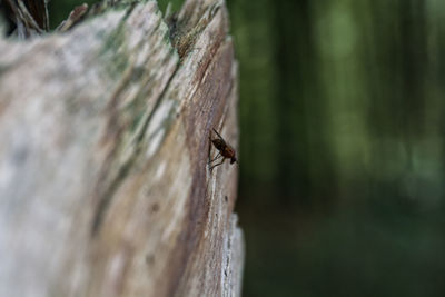 Close-up of fly on tree trunk
