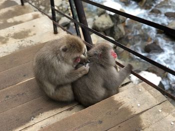 Monkey sitting on railing