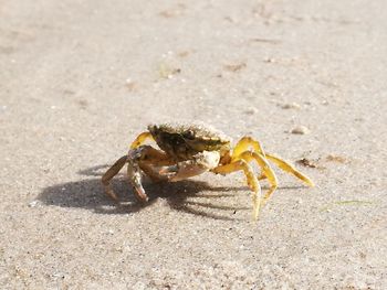 Close-up of crab on sand