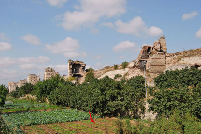 Plants on landscape against sky