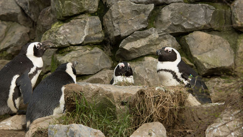 View of birds on rock