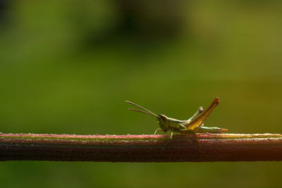 Close-up of grasshopper