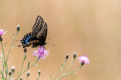 Butterfly pollinating on purple flower