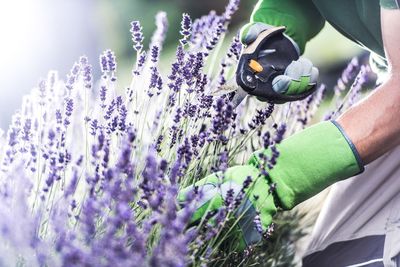 Close-up of human hand cutting purple flowering plants
