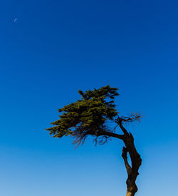 Low angle view of tree against blue sky