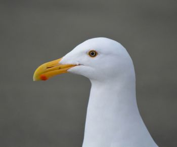 Close-up of white birds