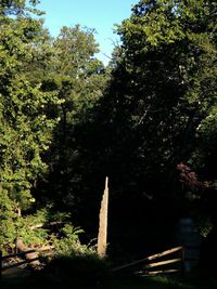 Trees in forest against sky
