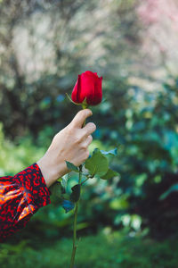 Close-up of hand holding red rose