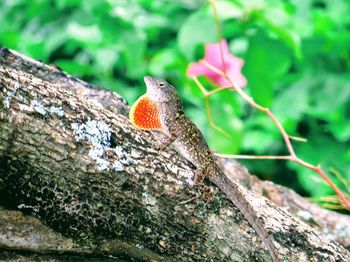 Close-up of a lizard on tree trunk