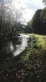 Scenic view of river in forest