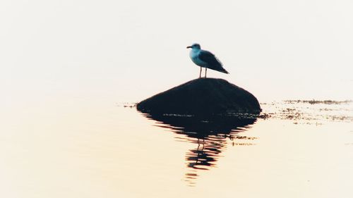 Bird perching on a lake