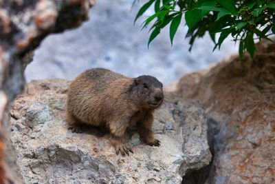 High angle view of marmot on rock