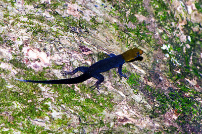 Close-up of lizard on tree