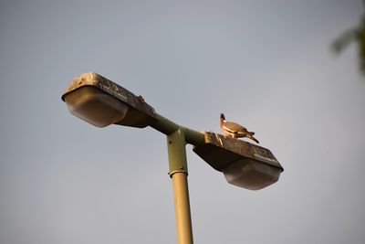 Low angle view of bird perching on street light against sky