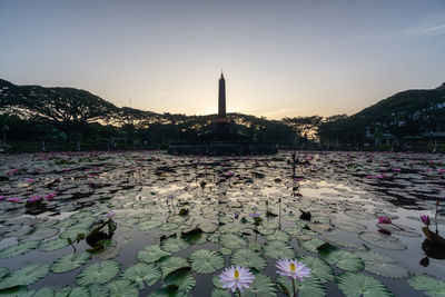 View of water lily in lake against sky