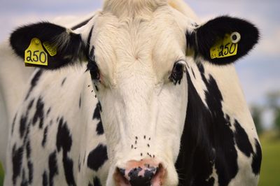 Close-up portrait of cow