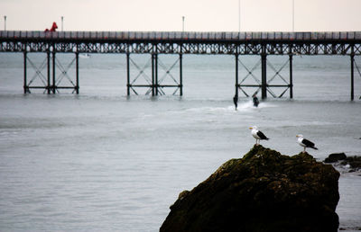 Seagulls perching on wooden post in sea