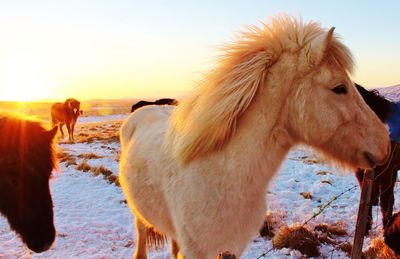 Horse standing on field against sky