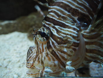 Close-up of turtle in sea