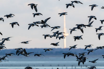 Flock of birds flying against sky