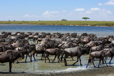 Wildebeests and zebras at lake