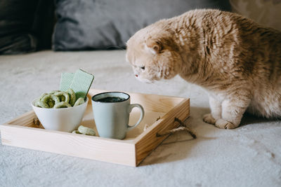 Cbd edibles, cbd-infused snacks, hemp wafers with cannabis. testy cbd snacks in bowl and cup of tea 