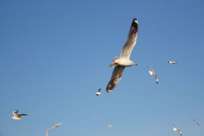 Low angle view of seagulls flying in sky