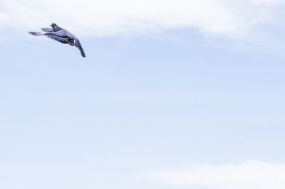 Low angle view of pigeon flying in sky