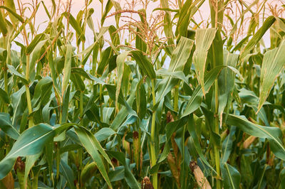 Close-up of crops growing on field