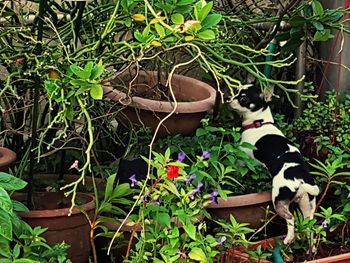 Cat on plants