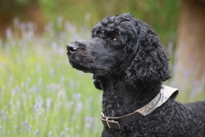 Dog looking away by plants