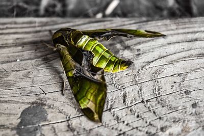 Close-up of lizard on wood