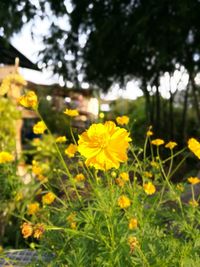 Close-up of yellow cosmos flowers blooming on field