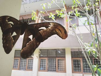 Low angle view of butterfly on window of building