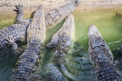 High angle view of crocodile in lake