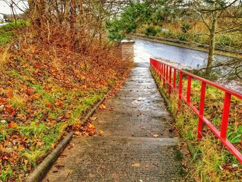 Narrow pathway along trees