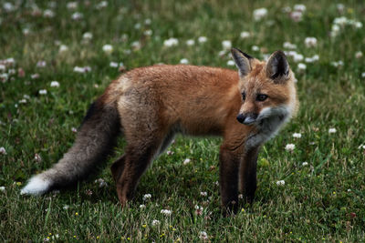 A young red fox