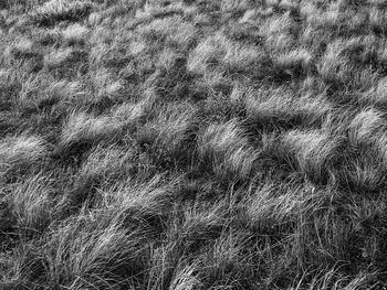 Full frame shot of grass on field