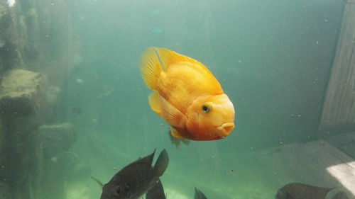 Fish swimming in sea