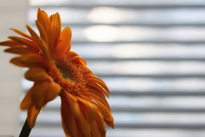 Close-up of orange flower against blurred background