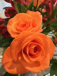 Close-up of rose blooming outdoors