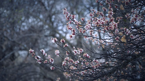 Low angle view of cherry blossom tree