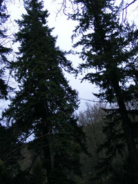 Low angle view of trees against sky