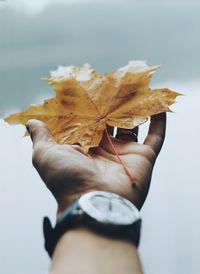 Cropped image of person holding maple leaf during autumn