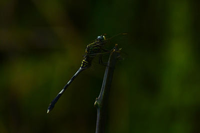 Close-up of dragonfly on leaf