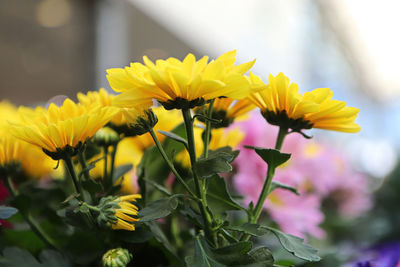 Close-up of yellow flowering plant