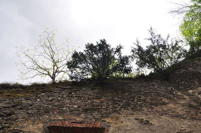 Trees against sky